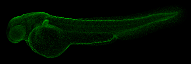 Anti-Pcna antibody used in IHC (Whole mount) (IHC-Wm). GTX124496