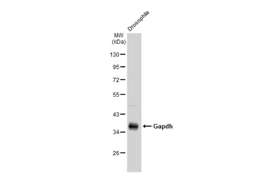 Anti-Gapdh antibody used in Western Blot (WB). GTX124502