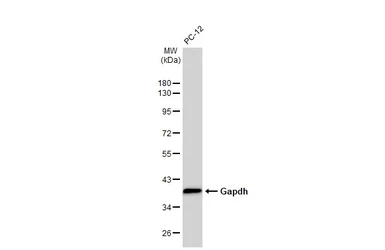 Anti-Gapdh antibody used in Western Blot (WB). GTX124502