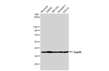 Anti-Gapdh antibody used in Western Blot (WB). GTX124502