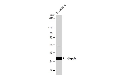 Anti-Gapdh antibody used in Western Blot (WB). GTX124502