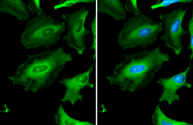Anti-Gapdh antibody used in Immunocytochemistry/ Immunofluorescence (ICC/IF). GTX124502