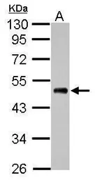 Anti-Ef1a antibody used in Western Blot (WB). GTX124538