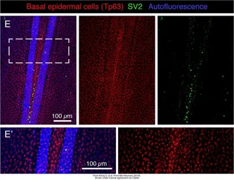 Anti-Tp63 antibody used in IHC (Whole mount) (IHC-Wm). GTX124660