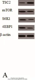 Anti-Mtor antibody used in Western Blot (WB). GTX124771