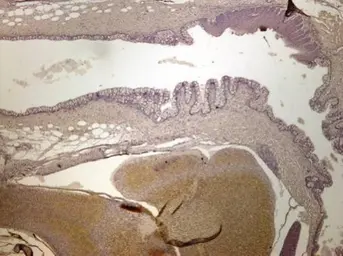 Anti-Mtor antibody used in IHC (Paraffin sections) (IHC-P). GTX124771