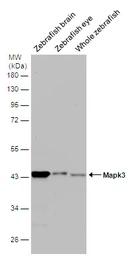 Anti-Mapk3 antibody used in Western Blot (WB). GTX125115