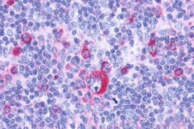 Anti-GPR132 antibody used in IHC (Paraffin sections) (IHC-P). GTX12530