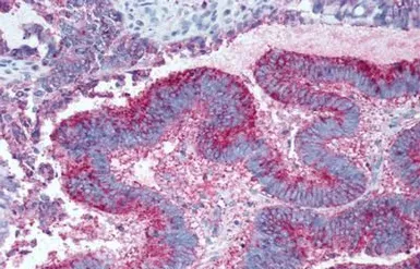 Anti-GPR19 antibody used in IHC (Paraffin sections) (IHC-P). GTX12545