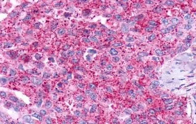 Anti-GPR19 antibody used in IHC (Paraffin sections) (IHC-P). GTX12545