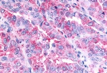 Anti-GPR45 antibody used in IHC (Paraffin sections) (IHC-P). GTX12574