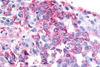 Anti-GPR45 antibody used in IHC (Paraffin sections) (IHC-P). GTX12574