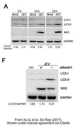 Anti-Japanese encephalitis virus NS3 antibody used in Western Blot (WB). GTX125868