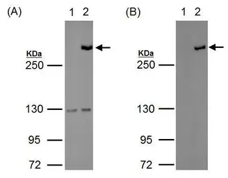 Anti-TET1 antibody [N1], N-term used in Western Blot (WB). GTX125888
