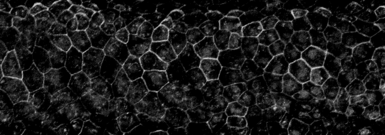 Anti-Cdh1 antibody used in IHC (Whole mount) (IHC-Wm). GTX125890