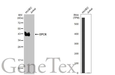 Anti-EPCR antibody used in Western Blot (WB). GTX125912