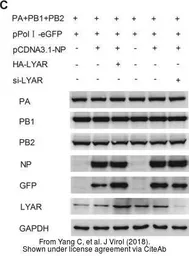 Anti-Influenza A virus PB1 protein antibody used in Western Blot (WB). GTX125923