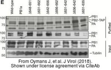 Anti-Influenza A virus PB1 protein antibody used in Western Blot (WB). GTX125923