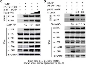 Anti-Influenza A virus PB1 protein antibody used in Western Blot (WB). GTX125923