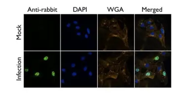 Anti-Influenza A virus PB2 protein antibody used in Immunocytochemistry/ Immunofluorescence (ICC/IF). GTX125926