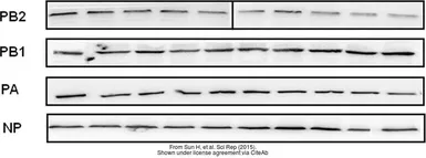 Anti-Influenza A virus PA protein antibody used in Western Blot (WB). GTX125932