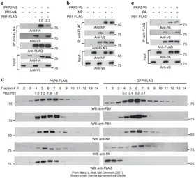 Anti-Influenza A virus PA protein antibody used in Western Blot (WB). GTX125932