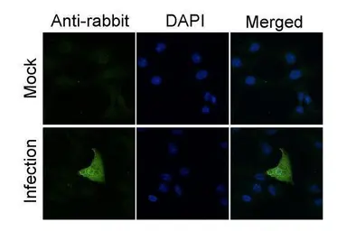 Anti-Influenza A virus PA protein antibody used in Immunocytochemistry/ Immunofluorescence (ICC/IF). GTX125933