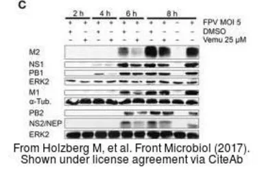 Anti-Influenza A virus M2 (matrix protein) antibody used in Western Blot (WB). GTX125951