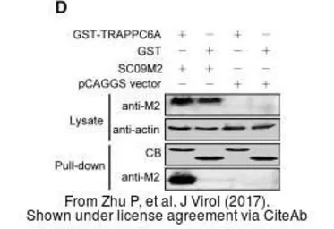 Anti-Influenza A virus M2 (matrix protein) antibody used in Western Blot (WB). GTX125951
