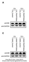 Anti-Influenza A virus M2 (matrix protein) antibody used in Western Blot (WB). GTX125951