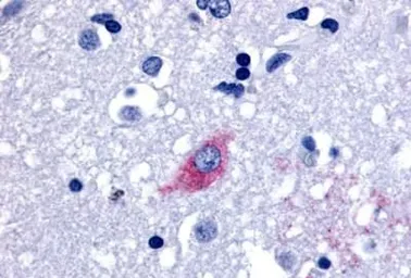 Anti-LGR4 antibody used in IHC (Paraffin sections) (IHC-P). GTX12697