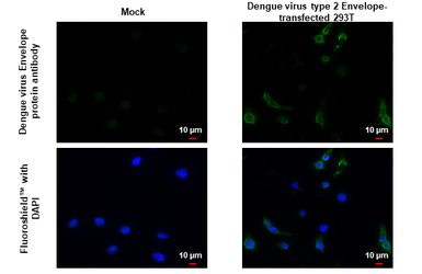 Anti-Dengue virus Envelope protein antibody used in Immunocytochemistry/ Immunofluorescence (ICC/IF). GTX127277