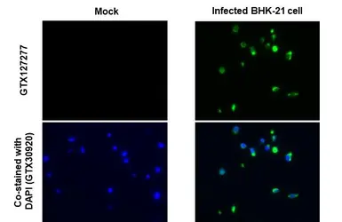 Anti-Dengue virus Envelope protein antibody used in IHC-P (cell pellet) (IHC-P (cell pellet)). GTX127277