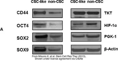 Anti-HIF1 alpha antibody used in Western Blot (WB). GTX127309