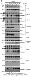 Anti-HIF1 alpha antibody used in Western Blot (WB). GTX127309