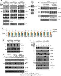 Anti-HIF1 alpha antibody used in Western Blot (WB). GTX127309