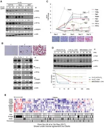 Anti-HIF1 alpha antibody used in Western Blot (WB). GTX127309