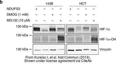 Anti-HIF1 alpha antibody used in Western Blot (WB). GTX127309