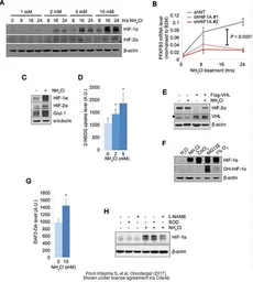 Anti-HIF1 alpha antibody used in Western Blot (WB). GTX127309
