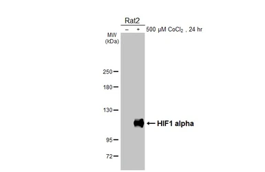 Anti-HIF1 alpha antibody used in Western Blot (WB). GTX127309
