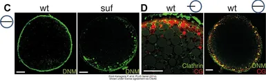 Anti-Dnm2 antibody used in Immunocytochemistry/ Immunofluorescence (ICC/IF). GTX127330