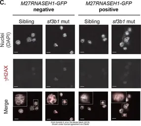 Anti-Histone H2A.XS139ph (phospho Ser139) antibody used in Immunocytochemistry/ Immunofluorescence (ICC/IF). GTX127342
