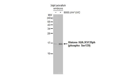 Anti-Histone H2A.XS139ph (phospho Ser139) antibody used in Western Blot (WB). GTX127342