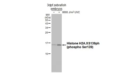 Anti-Histone H2A.XS139ph (phospho Ser139) antibody used in Western Blot (WB). GTX127342