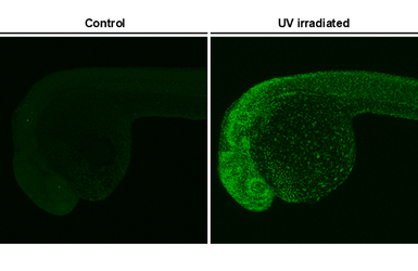 Anti-Histone H2A.XS139ph (phospho Ser139) antibody used in IHC (Whole mount) (IHC-Wm). GTX127342