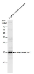 Anti-Histone H2A.X antibody used in Western Blot (WB). GTX127343