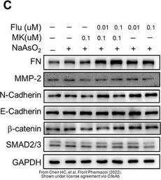 Anti-N-Cadherin antibody used in Western Blot (WB). GTX127345