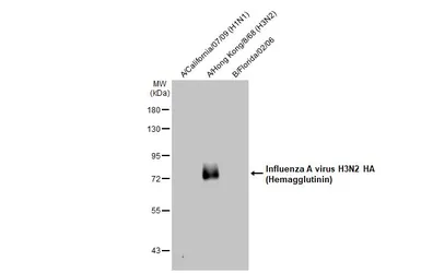 Anti-Influenza A virus H3N2 HA (Hemagglutinin) antibody used in Western Blot (WB). GTX127363