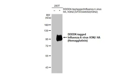 Anti-Influenza A virus H3N2 HA (Hemagglutinin) antibody used in Western Blot (WB). GTX127363