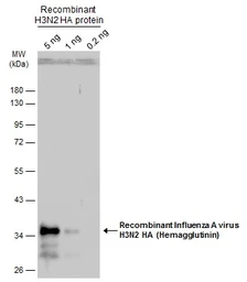 Anti-Influenza A virus H3N2 HA (Hemagglutinin) antibody used in Western Blot (WB). GTX127363